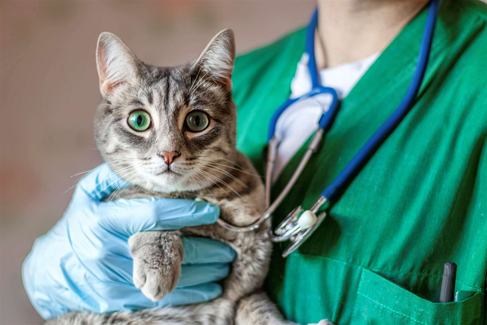 The CMA is proposing a formal investigation into the vet sector. Image: iStock.