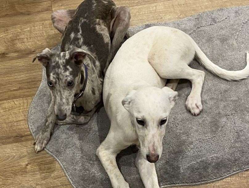 An appeal has been launched after three dogs were stolen from a home near Dover. Pictures: Kent Police