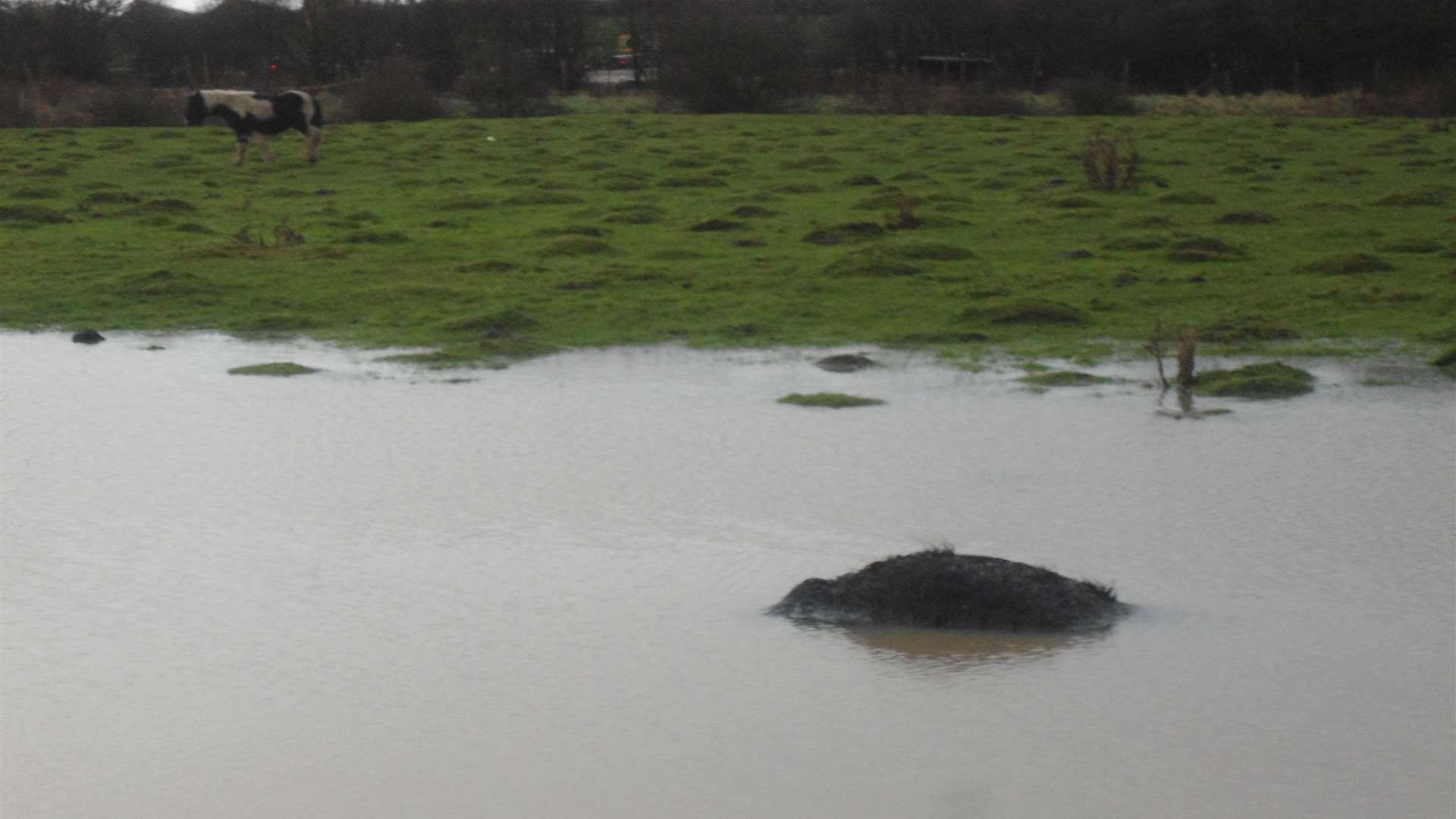 There are other horses in the waterlogged field