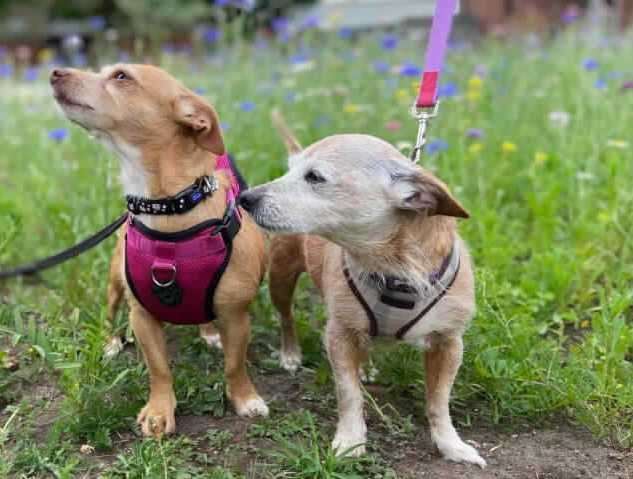 Poppy and Lacy are searching for a retirement home. Photo: RSPCA Leybourne