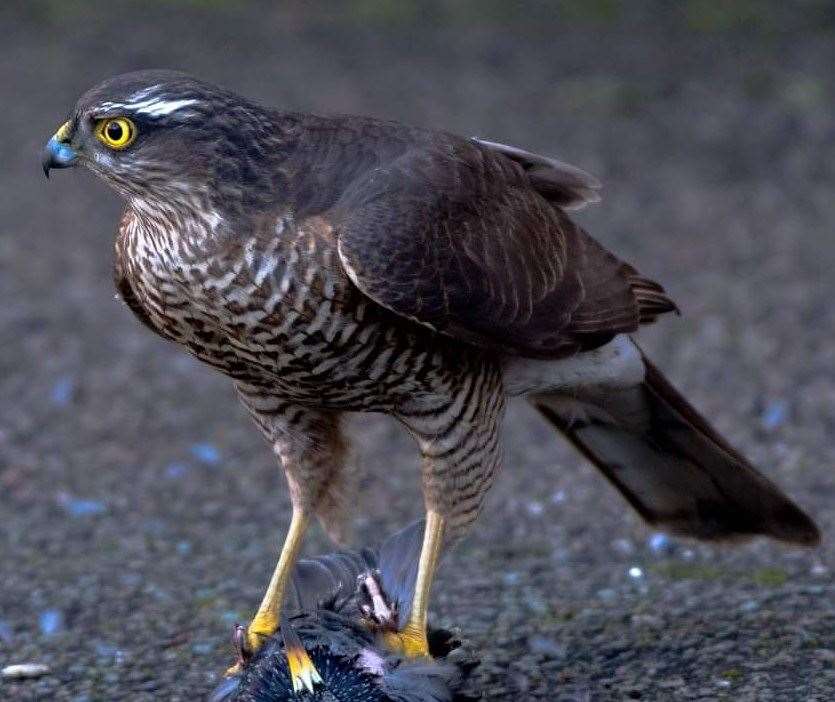 A sparrowhawk was photographed in Gordon Road, Gillingham. Picture: Tracey Staples