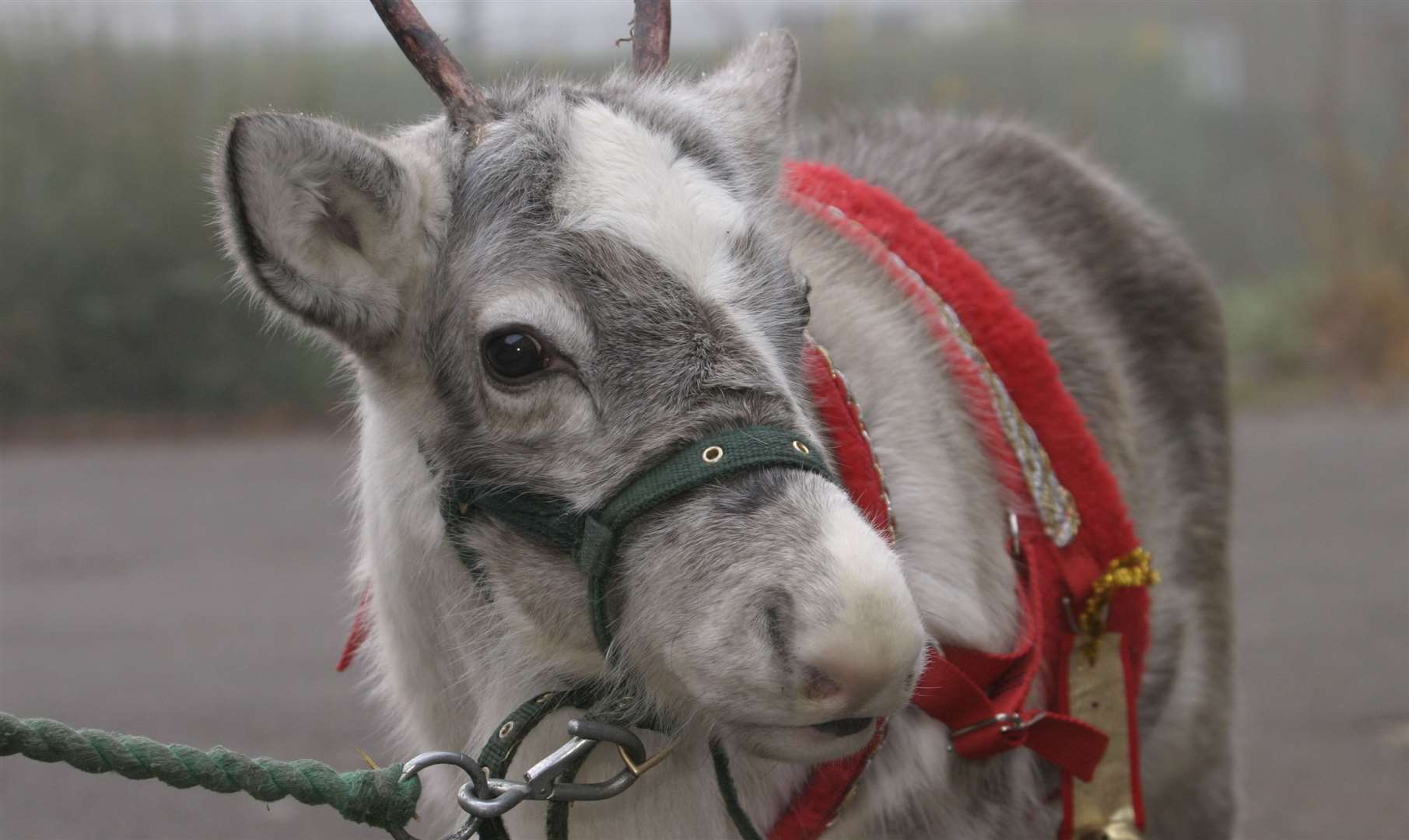 The Reindeer Centre will have Santa