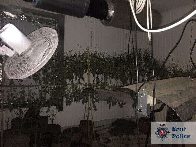Cannabis plants were seized from a property in Saunders Street, Gillingham. Picture: Kent Police. (15609350)