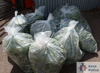 Cannabis seized from the scene
