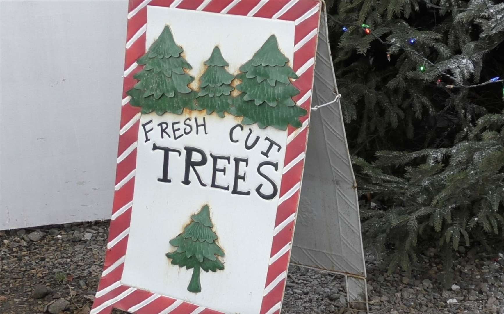 Shoppers chose real trees for the smell and nostalgia