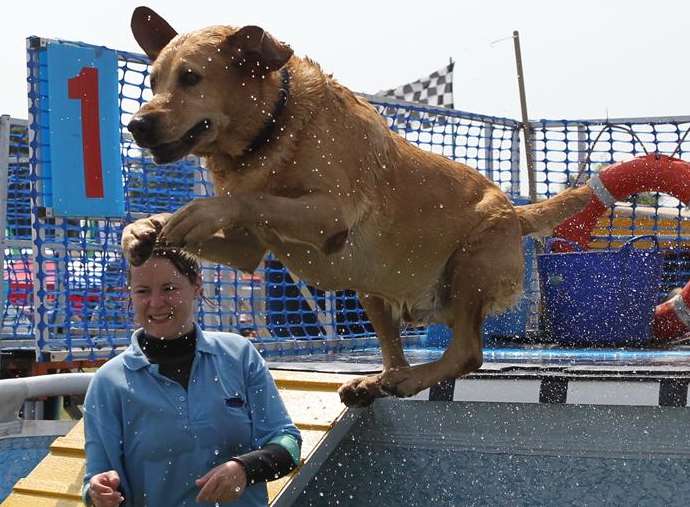 Robbie the labrador dives in to the Splash n' Grab event at last year's Kent County Show