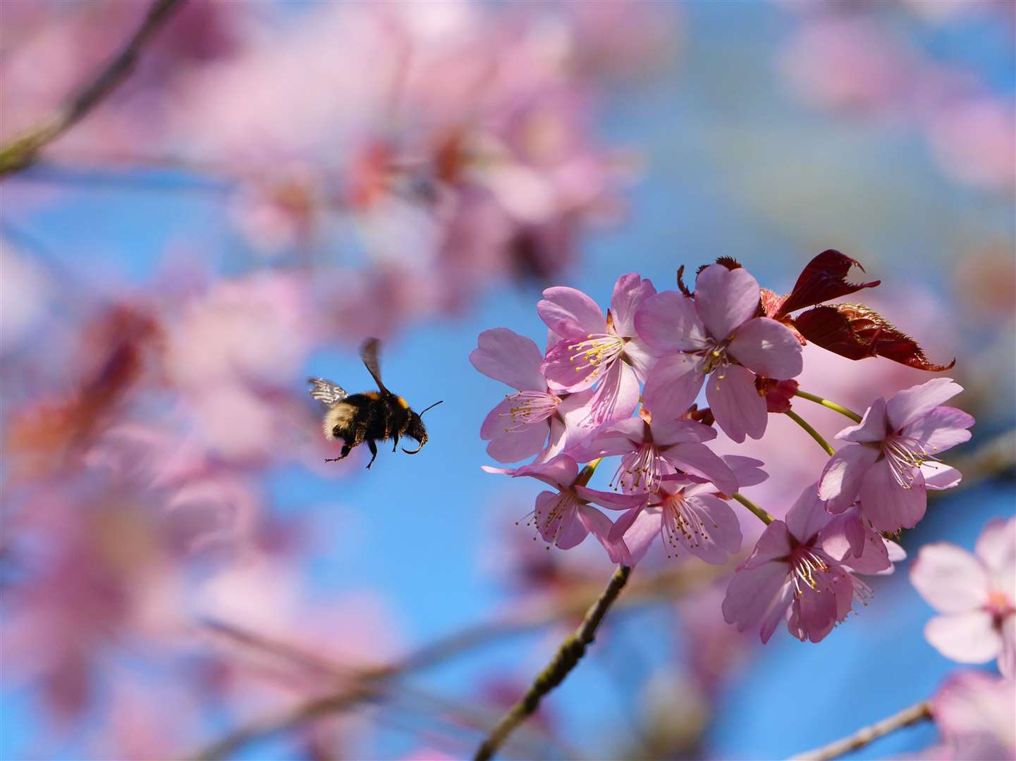 Bumblebee nectaring on pink cherry blossom Picture: National Trust/Rob Coleman