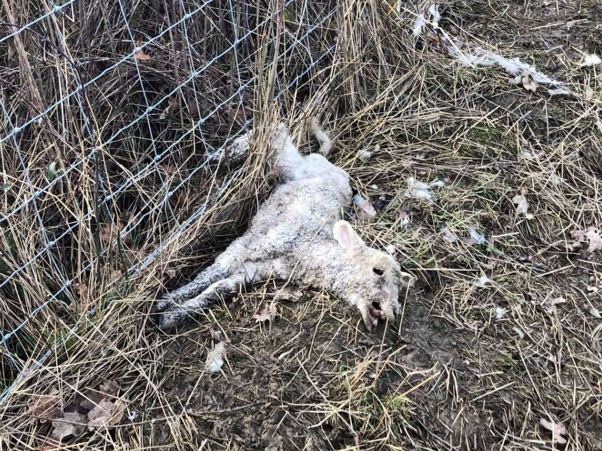 Pictured last year, this lamb appeared to have been caught in a fence before meeting its end