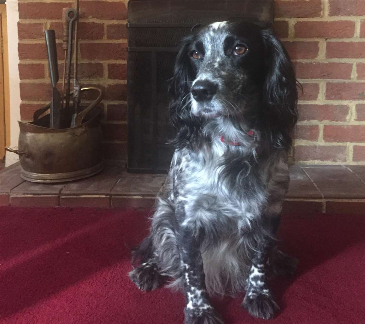 Molly the black and white spaniel is still missing
