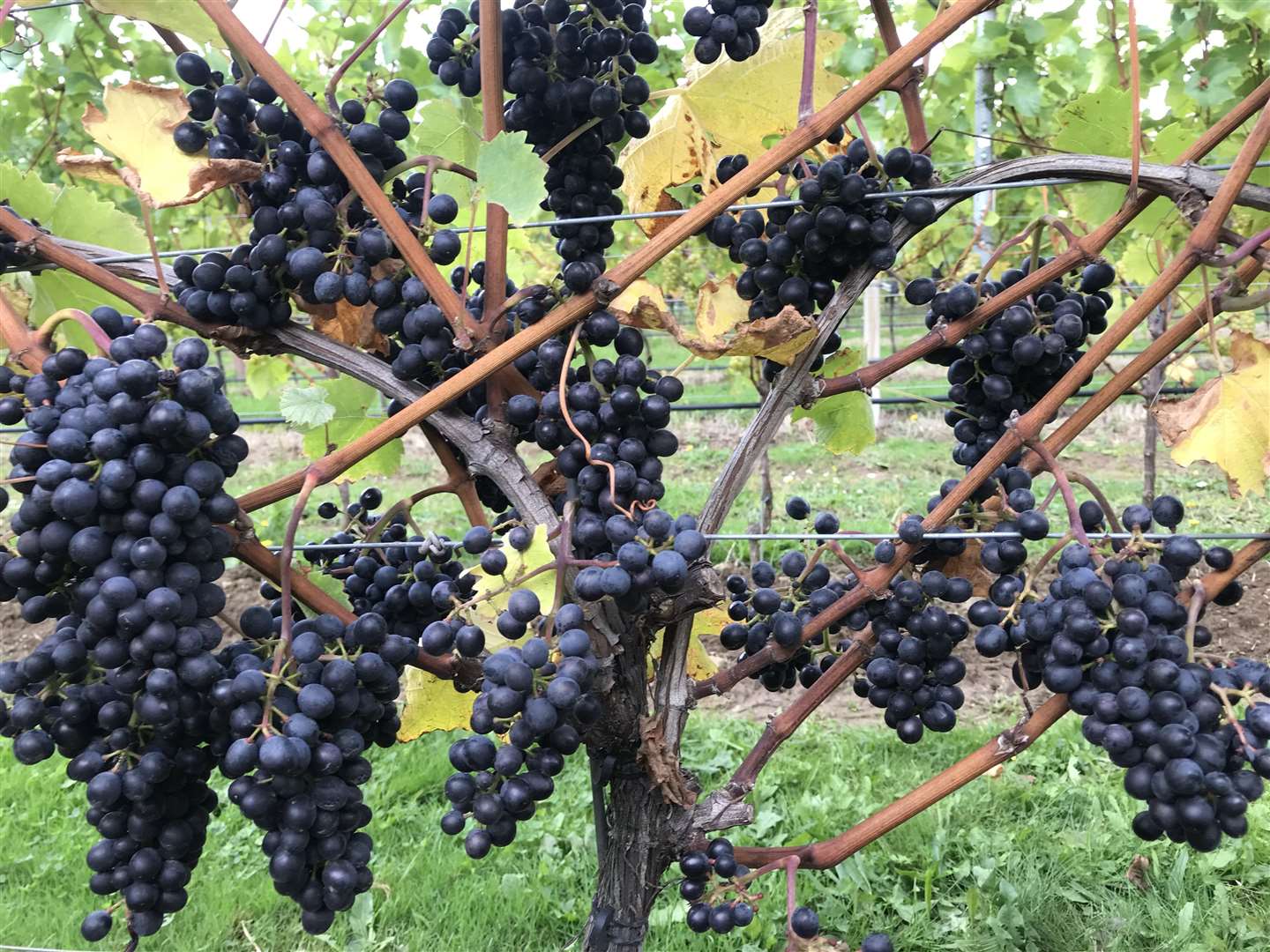 Grapes at the NIAB EMR research vineyard