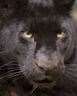 Some say black leopards are at large in the Kent countryside, and some say they aren't