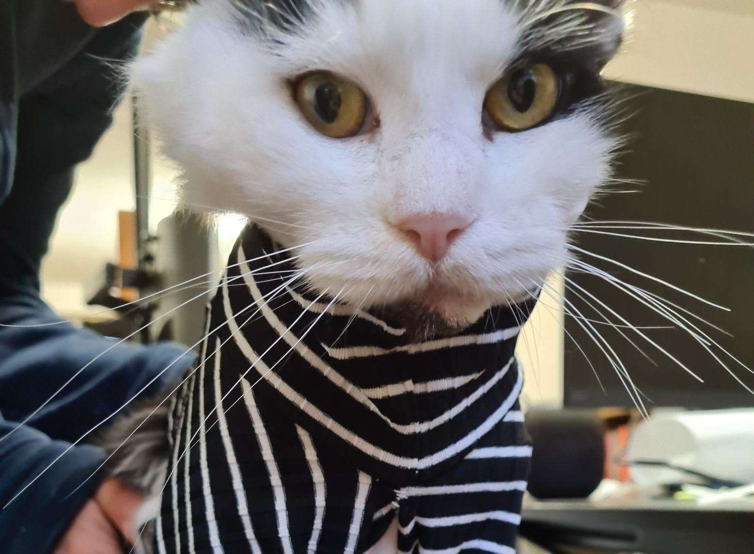 Jack Sparrow the cat in his pirate themed outfit. Picture: RSPCA