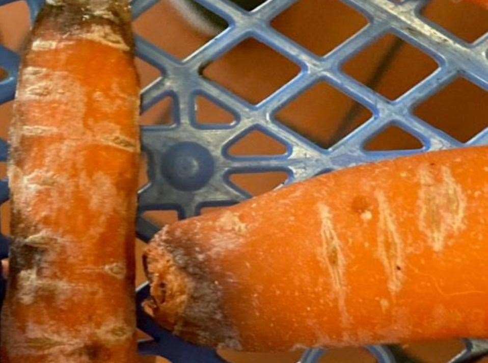 Rotting carrots uncovered in a dry store room. Picture: Ashford Borough Council