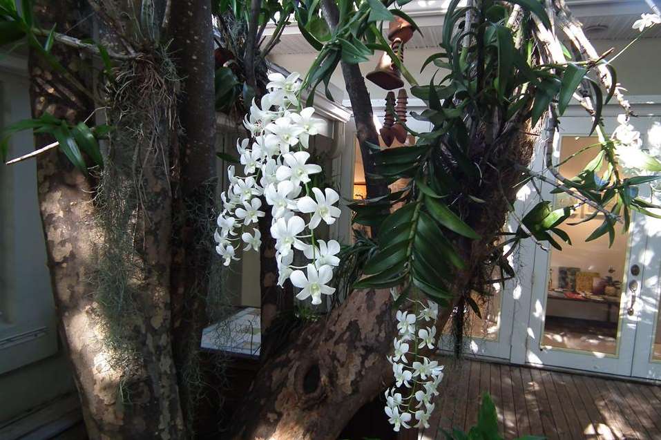 Kona Kai boasts special blooms and views