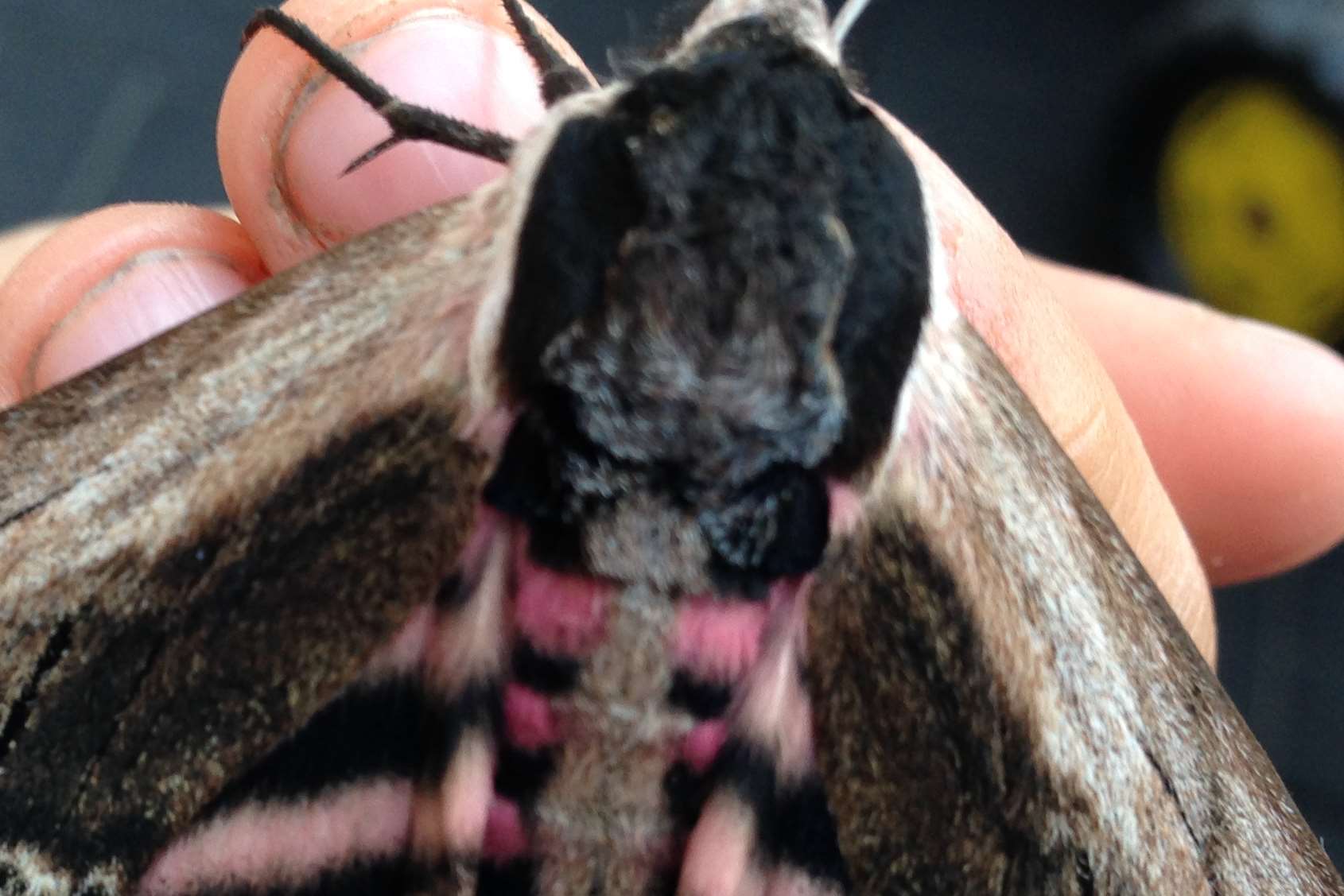 The moth had distinctive markings on its body