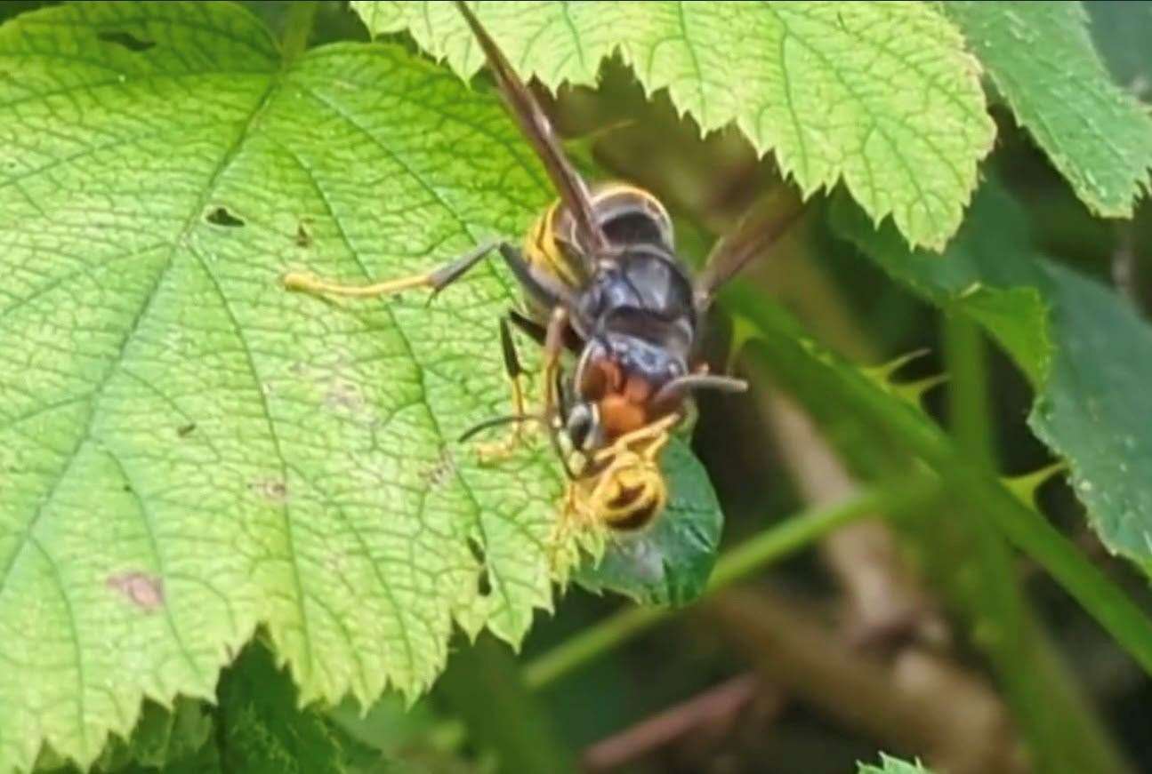 An Asian hornet was seen eating a wasp in Folkestone. Picture: Simon Spratley