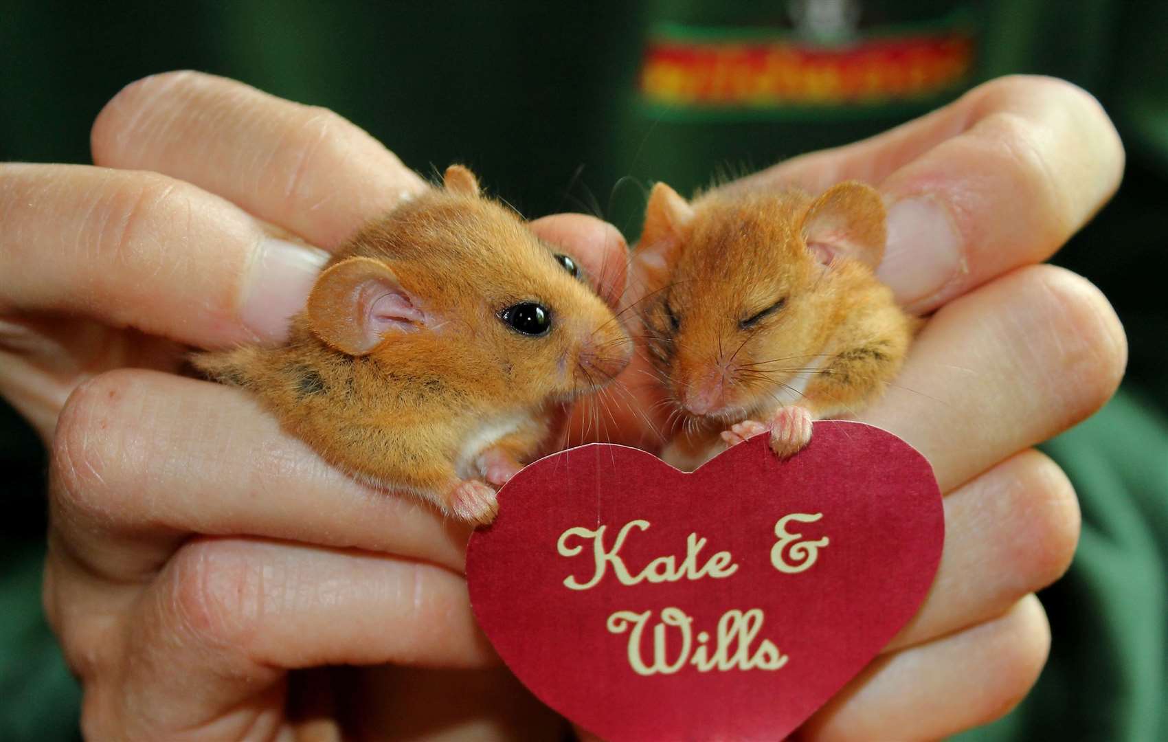Wildwood also got in on the action, naming two rescued dormice after the royal couple. Picture: Fiona Paterson