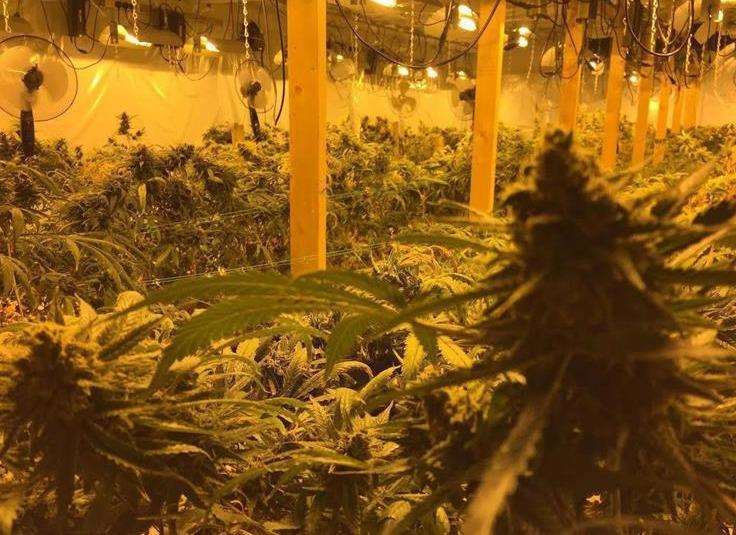 Police seized a weed farm worth £25 million annually (5467892)