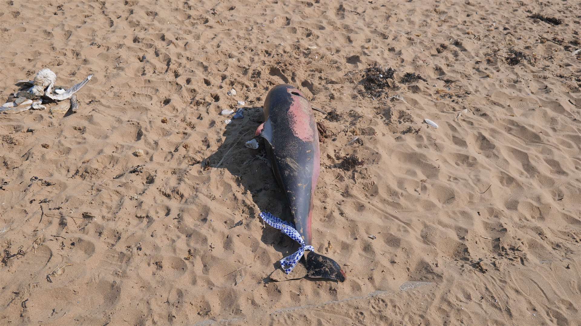 The porpoise was found on Palm Bay beach, Margate. Picture: Hilton Bellinger