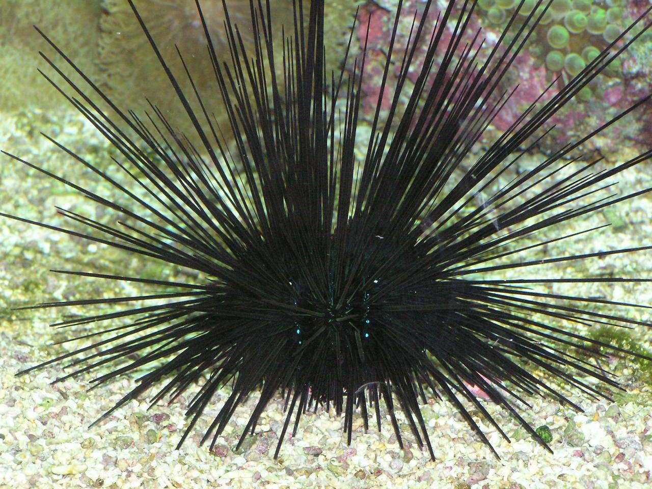 He died after stepping on a sea urchin. Picture: Wiki Commons