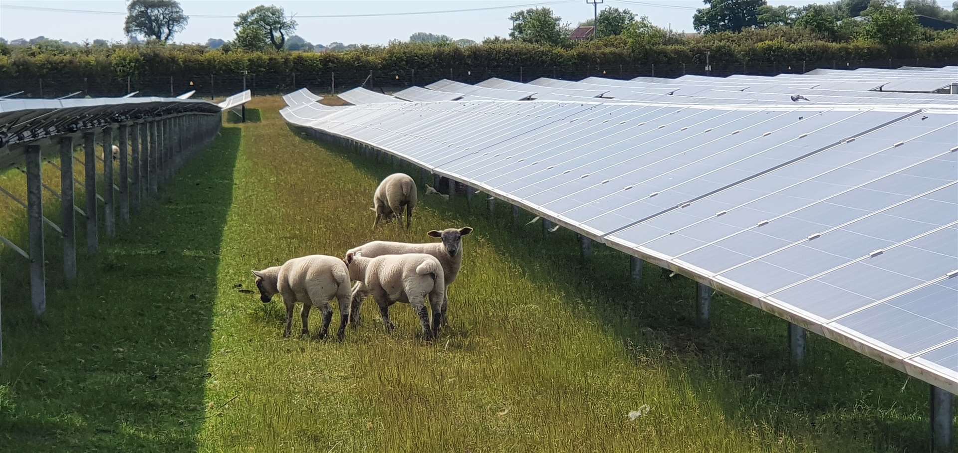One of Greentech's existing solar farms, where sheep can graze on the land