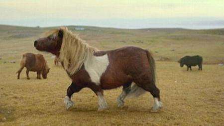 A scene from the 3 Mobile advert, in which a Shetland pony dances in the style of Michael Jackson