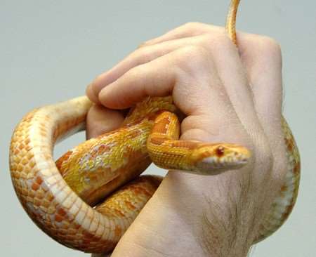 Best kept at arm's length - the two-foot corn snake. Picture: John Wardley