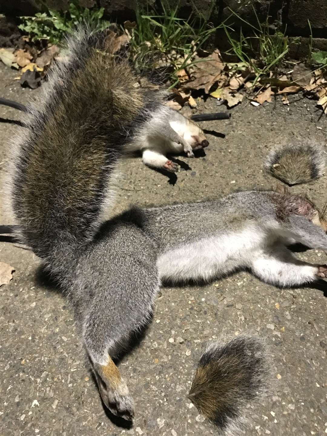 The tips of the squirrels' tails had been cut off