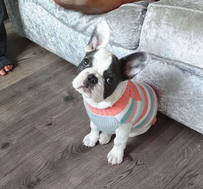 Winnie the French Bulldog went missing from a house in Longley Road, Rainham. Picture: Henry Griggs