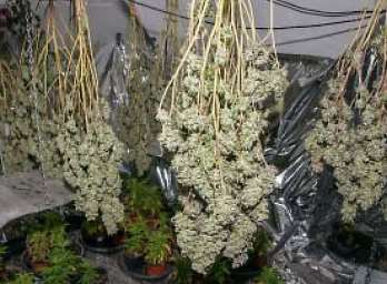 Police seized more than 500 mature plants. Picture: Kent Police