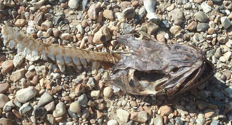 The remains of the mystery fish were found on Whitstable beach. Picture: Linda Hodis
