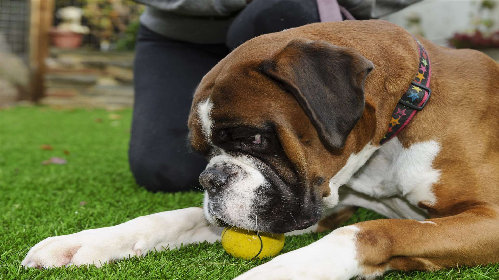 Teddy the Boxer dog. Picture: Andy Payton