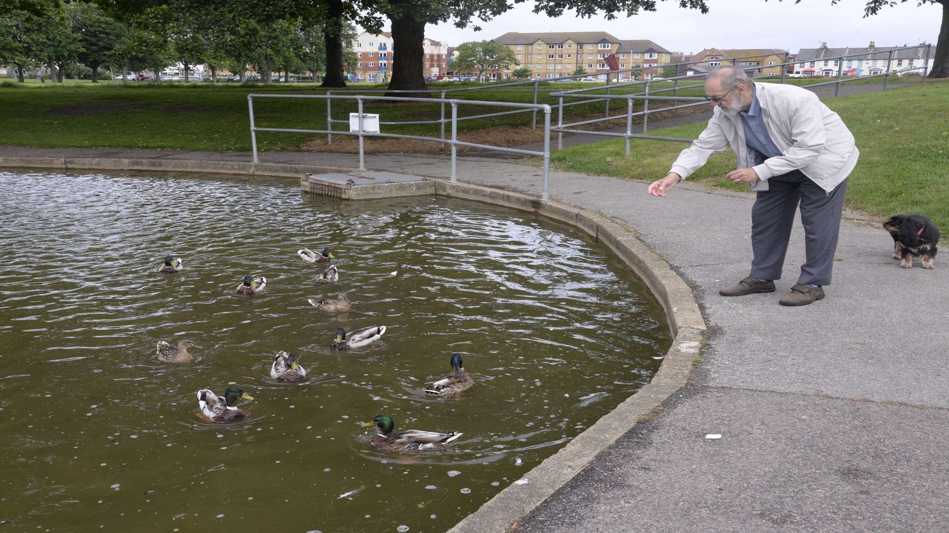 A councillor wants people to stop feeding ducks bread as it is attracting seagulls. Picture: Chris Davey