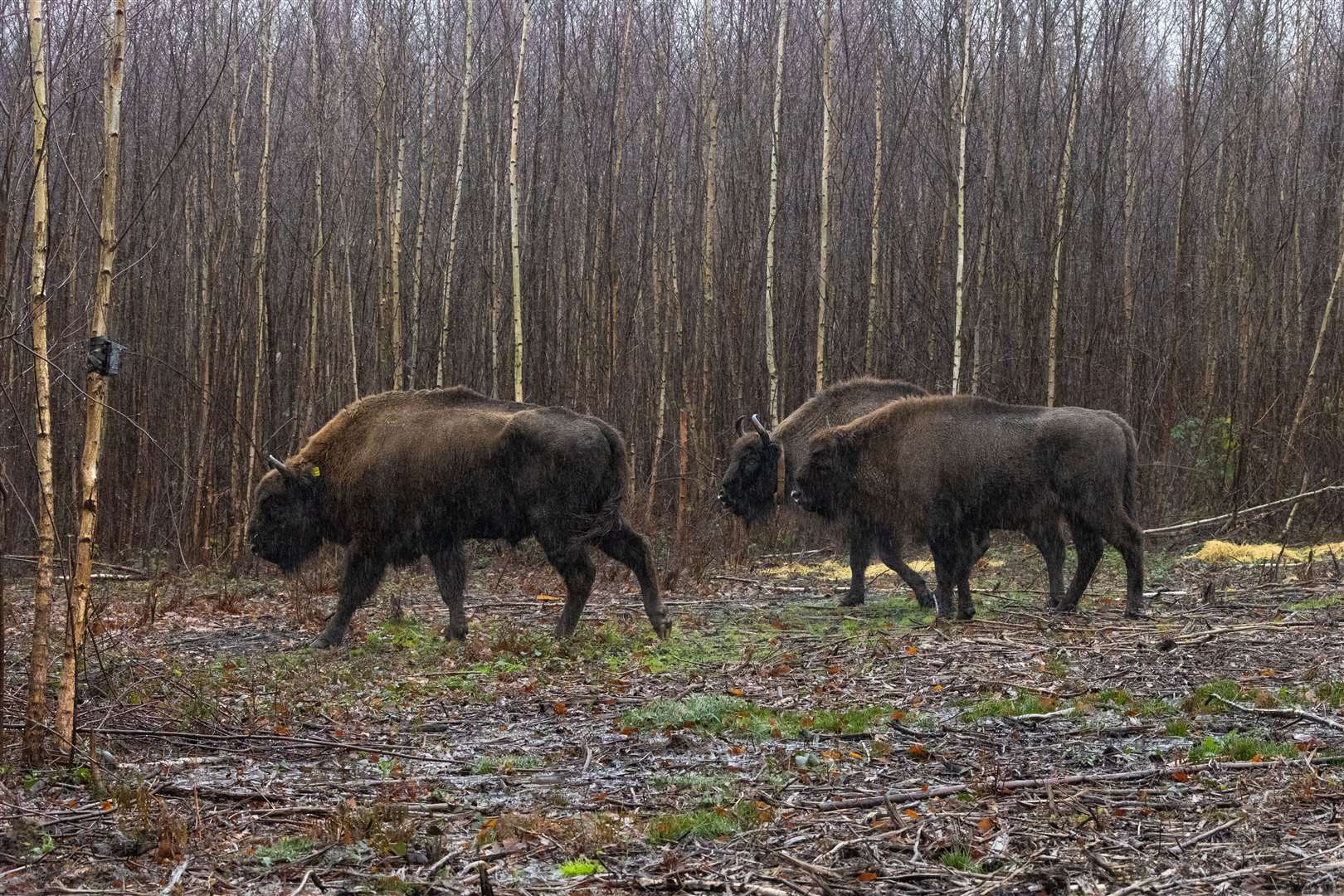 Family of bison reunited just in time for Christmas thanks to Kent Wildlife Trust. Picture: Evan Bowen-Jones (61537993)