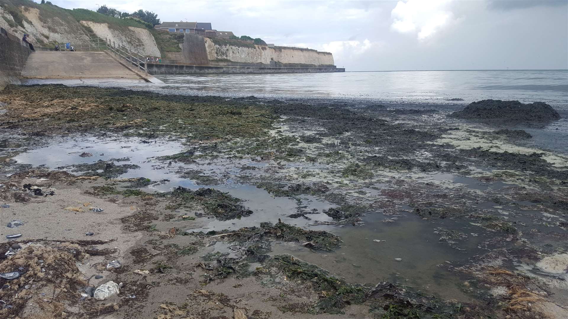 The stinking seaweed along the coastline in Birchington