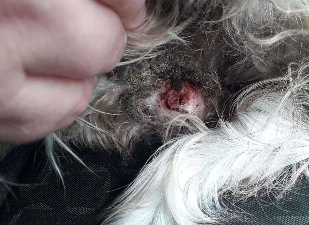 The Shih Tzu, found straying around London Road, Teynham, had a wound on one of her back legs. Picture: Swale Council's stray dog service