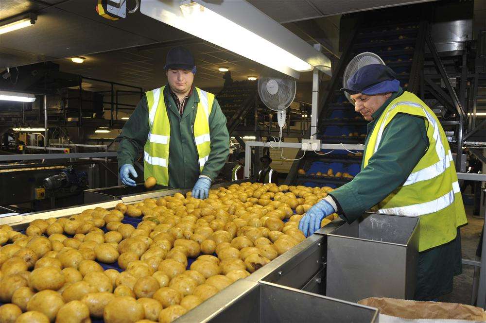 Beardsley Hawthorne and George Costi grading potatoes at the Kent Potato Company, St Nicholas-at-Wade