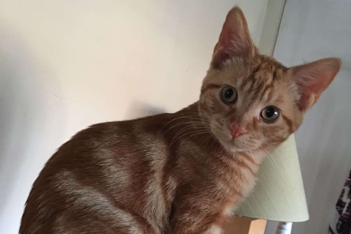 Teddy has been missing for more than a month