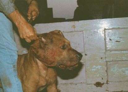 Hundreds of incidents of dog fighting have been recorded in Kent. Picture: RSPCA