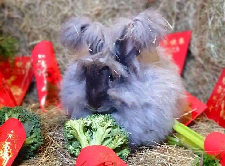 RSPCA urges individuals to undertake a rabbit this Chinese language New Yr