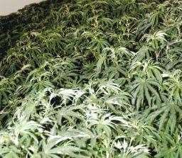 Police found 83 plants in two bedrooms Picture: Kent Police