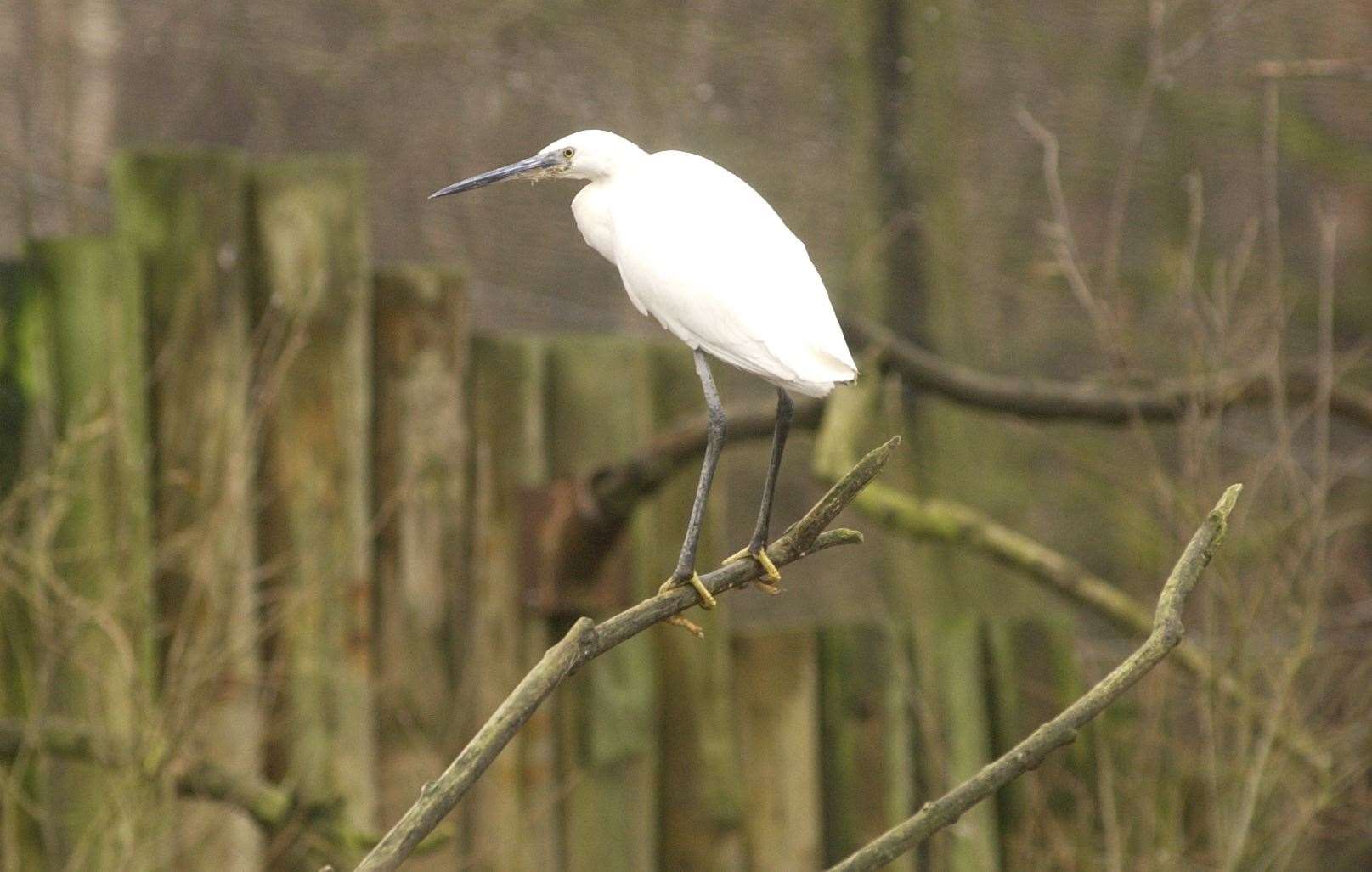 Little egrets are now a familiar sight on our foreshore. Picture: Derek Stingemore