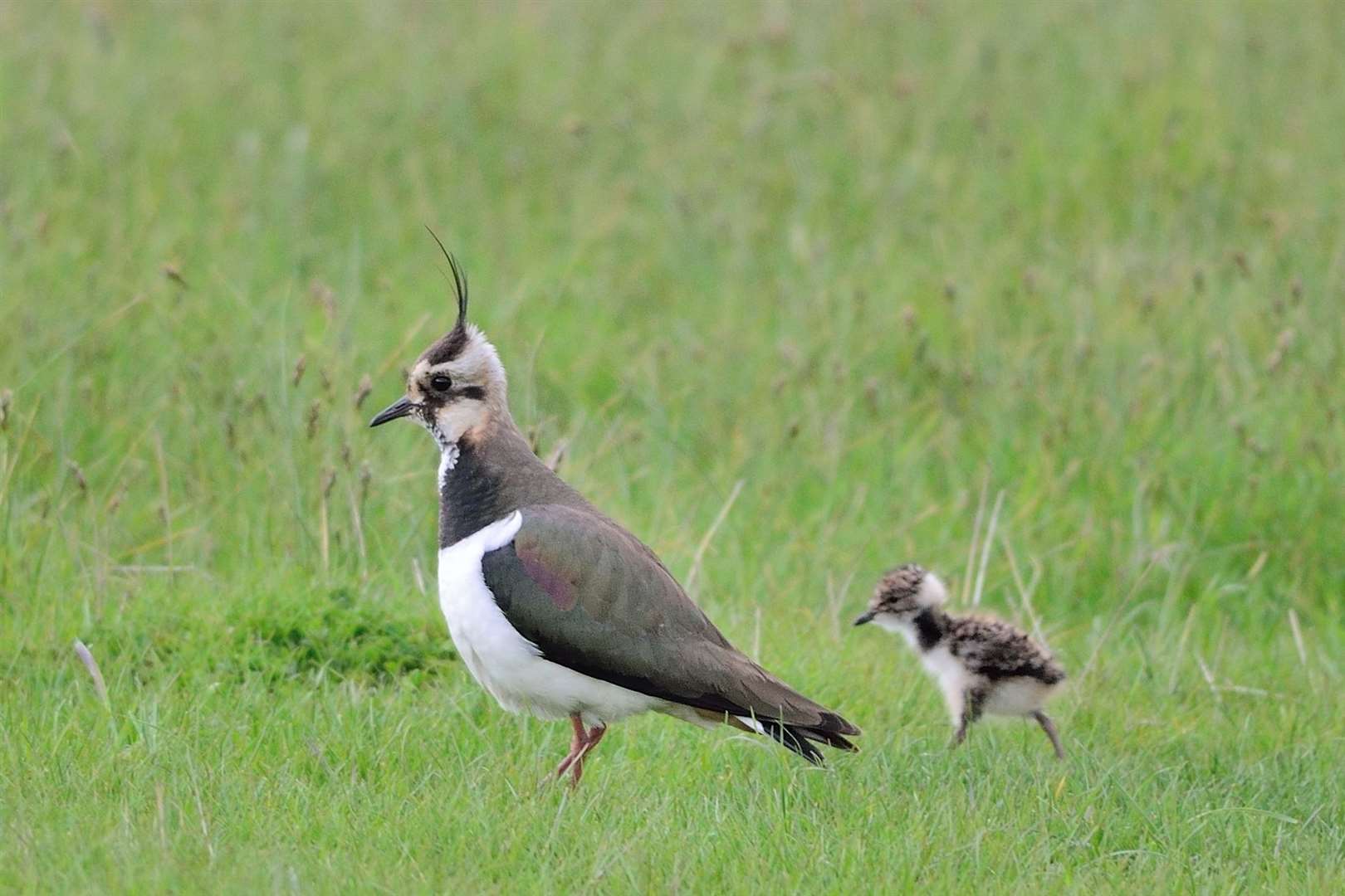 Lapwings on Elmley Nature Reserve on the Isle of Sheppey. Picture: Gareth Fulton