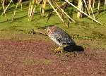 The green heron at West Hythe pictured by Bob Gomes