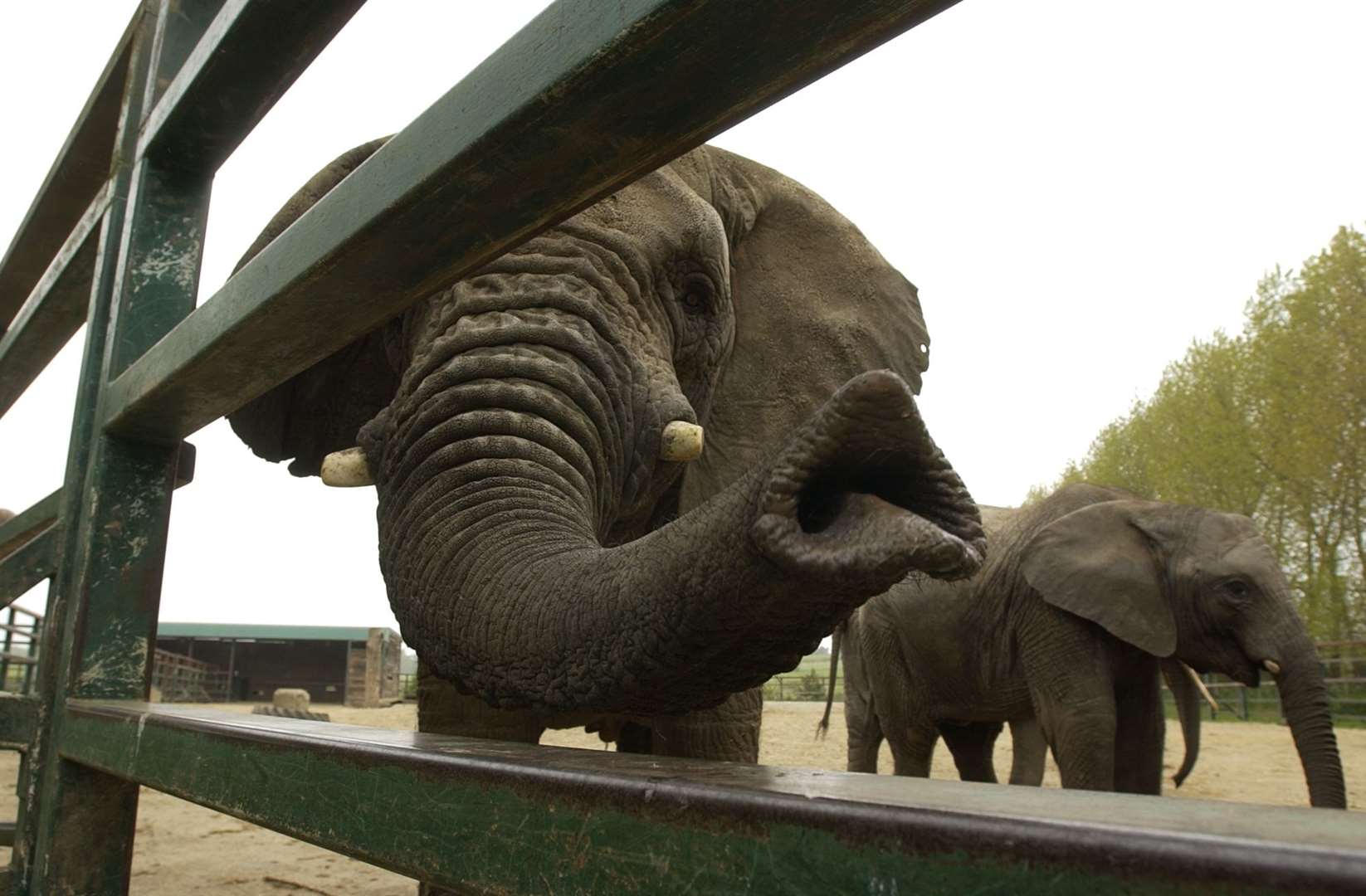 There will soon be no elephants in captivity in the county