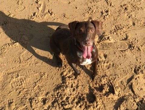 The SD Hound was struck down with sickness after visiting the beach
