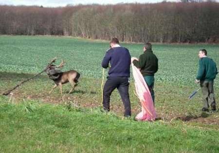 The agitated deer is unaware help is at hand and runs off