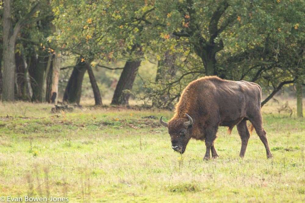 Bison have been reintroduced in various European countries, but not the UK. Picture: Evan Bowen-Jones
