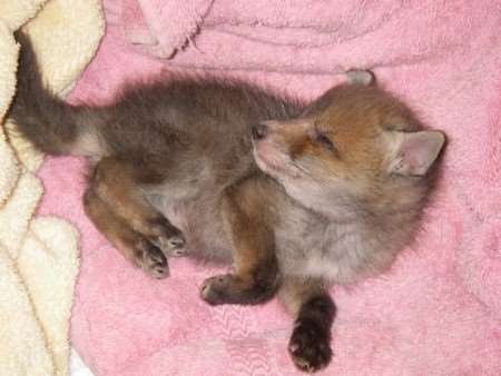 The tiny fox will be hand-reared then released back into the wild. Picture: RSPCA