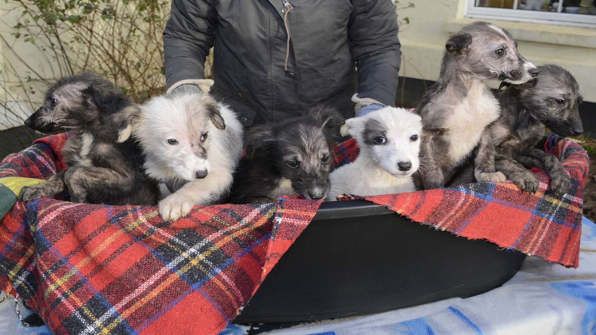 Stelling Minnis Lord Whisky Animal Sanctuary cared for six puppies abandoned in Great Chart